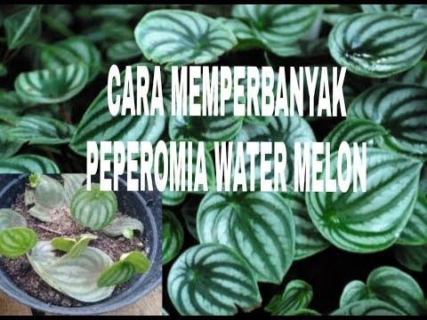 Detail Gambar Cara Stek Daun Nomer 20