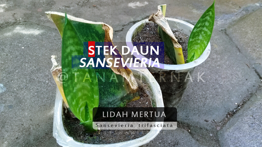 Detail Gambar Cara Stek Daun Nomer 43