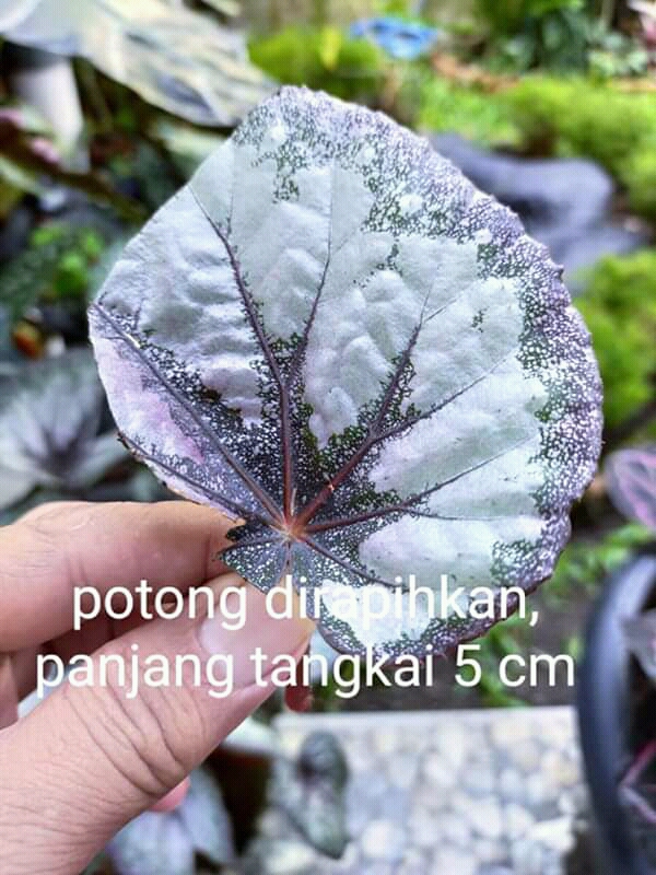 Detail Gambar Cara Stek Daun Nomer 50