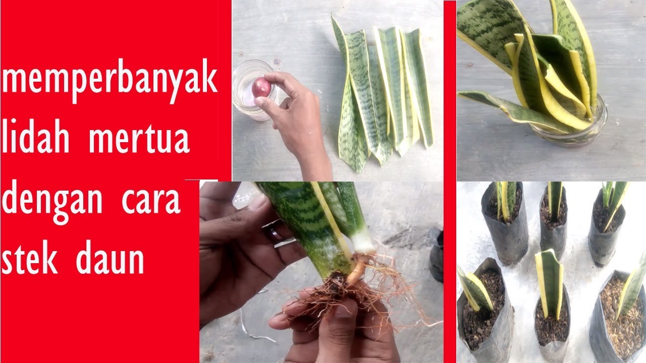 Detail Gambar Cara Stek Daun Nomer 7