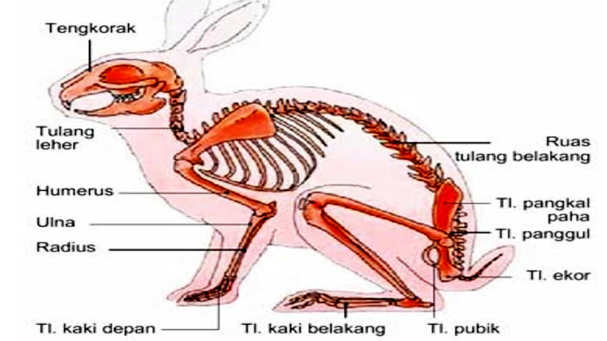 Detail Gambar Cerita Tentang Organ Gerak Hewan Dan Manusia Nomer 39