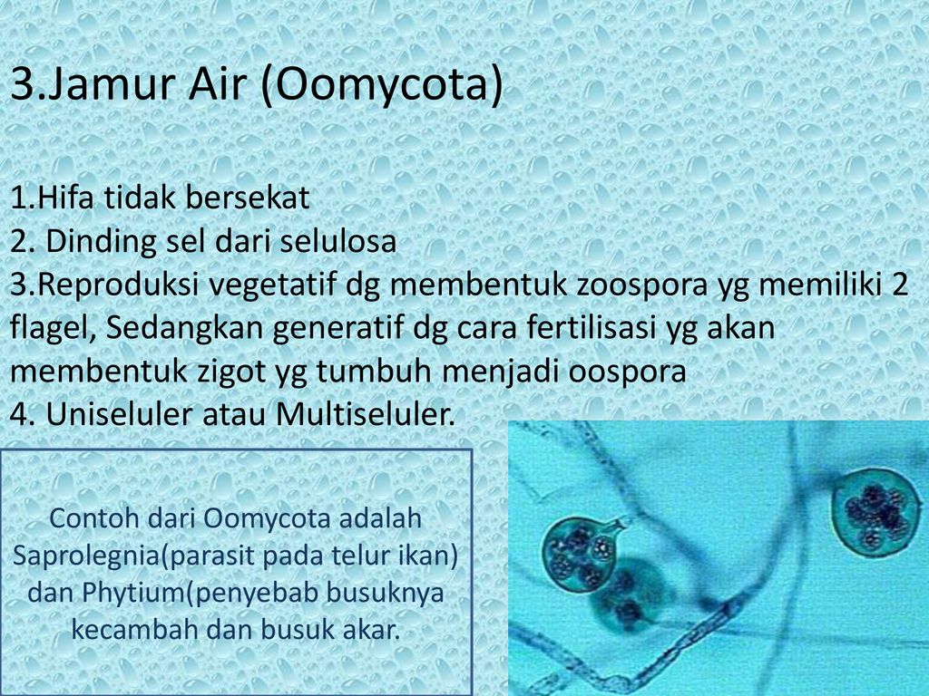 Detail Gambar Ciri Ciri Oomycotina Nomer 10