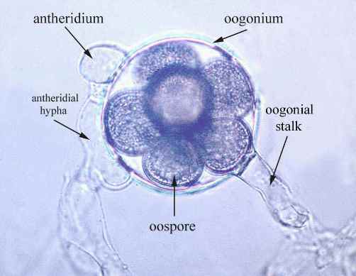 Detail Gambar Ciri Ciri Oomycotina Nomer 3