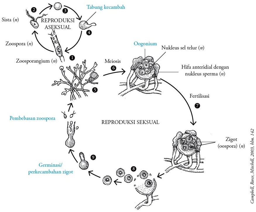 Detail Gambar Ciri Ciri Oomycotina Nomer 4