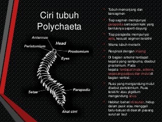 Detail Gambar Ciri Ciri Polyhaeta Nomer 32