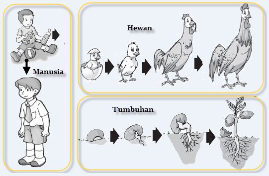 Detail Gambar Ciri Makhluk Hidup Nomer 11