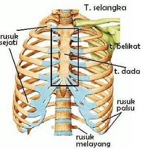 Detail Gambar Costae Pada Manusia Serta Keterangannya Nomer 2