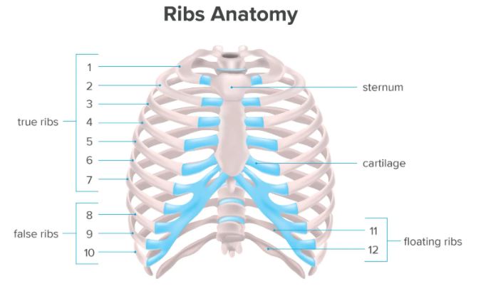 Detail Gambar Costae Pada Manusia Serta Keterangannya Nomer 10