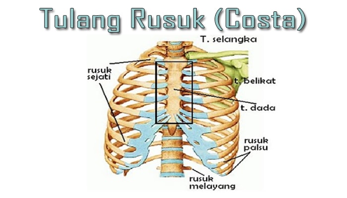 Detail Gambar Costae Pada Manusia Serta Keterangannya Nomer 21