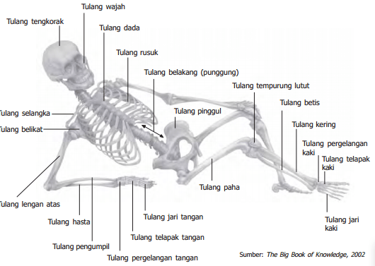 Detail Gambar Costae Pada Manusia Serta Keterangannya Nomer 24