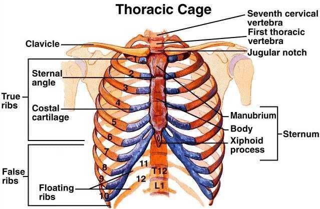 Detail Gambar Costae Pada Manusia Serta Keterangannya Nomer 32