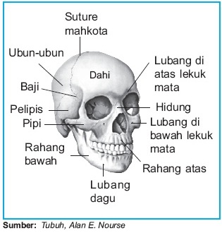 Detail Gambar Costae Pada Manusia Serta Keterangannya Nomer 40