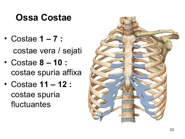 Detail Gambar Costae Pada Manusia Serta Keterangannya Nomer 43