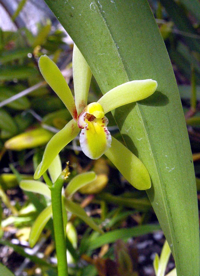 Detail Gambar Cymbidium Hartinahianum Comber Nasution Nomer 17