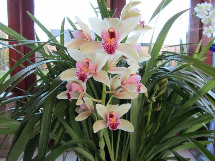 Detail Gambar Cymbidium Hartinahianum Comber Nasution Nomer 20