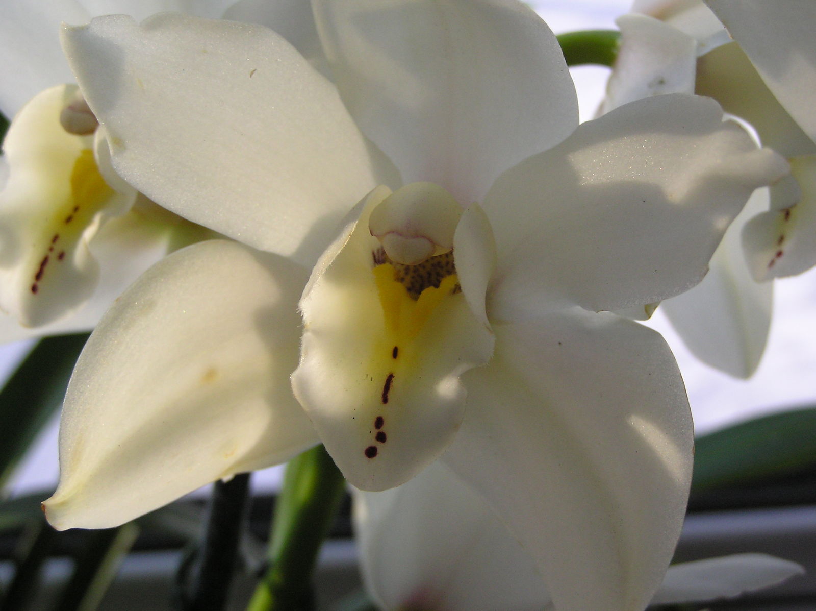 Detail Gambar Cymbidium Hartinahianum Comber Nasution Nomer 21