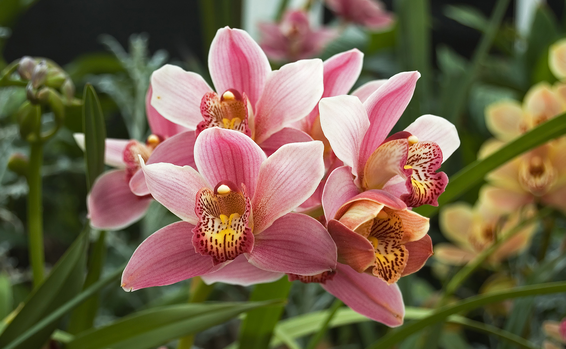 Detail Gambar Cymbidium Hartinahianum Comber Nasution Nomer 22