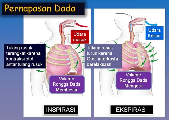 Detail Gambar Dada Manusia Nomer 45