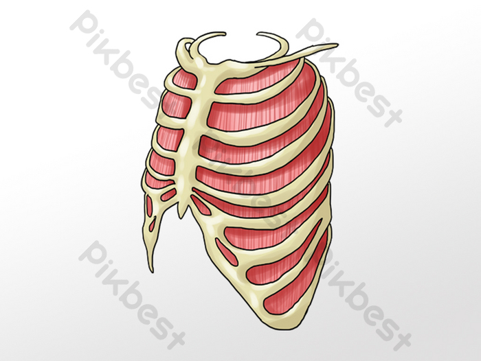 Detail Gambar Dada Manusia Nomer 47