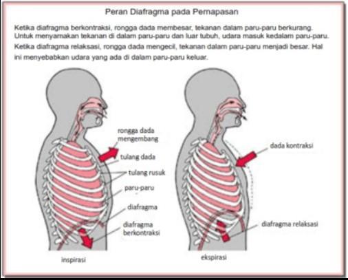 Detail Gambar Dada Manusia Nomer 50