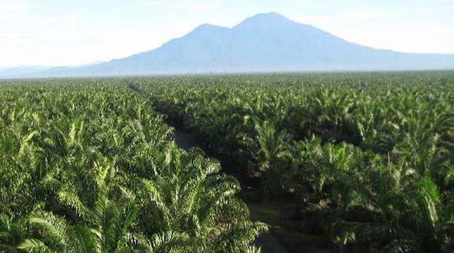 Detail Gambar Dampak Erkebunan Kelapa Sawit Nomer 8