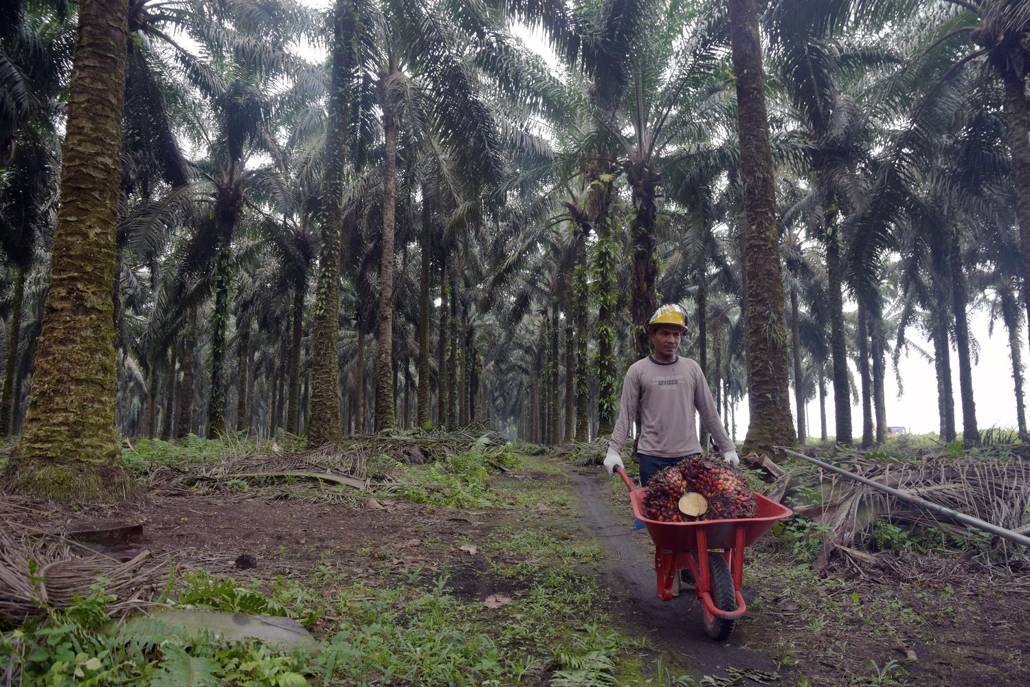 Detail Gambar Dampak Erkebunan Kelapa Sawit Nomer 12