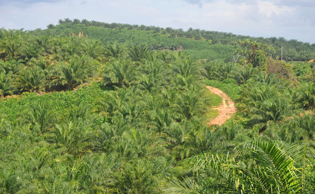 Detail Gambar Dampak Erkebunan Kelapa Sawit Nomer 13