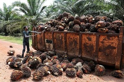 Detail Gambar Dampak Erkebunan Kelapa Sawit Nomer 25