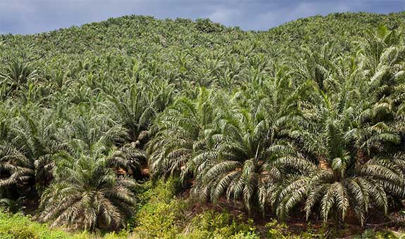 Detail Gambar Dampak Erkebunan Kelapa Sawit Nomer 31