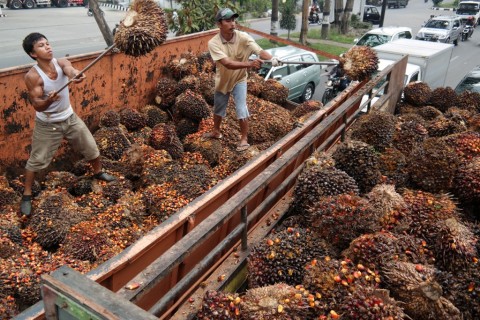 Detail Gambar Dampak Erkebunan Kelapa Sawit Nomer 39