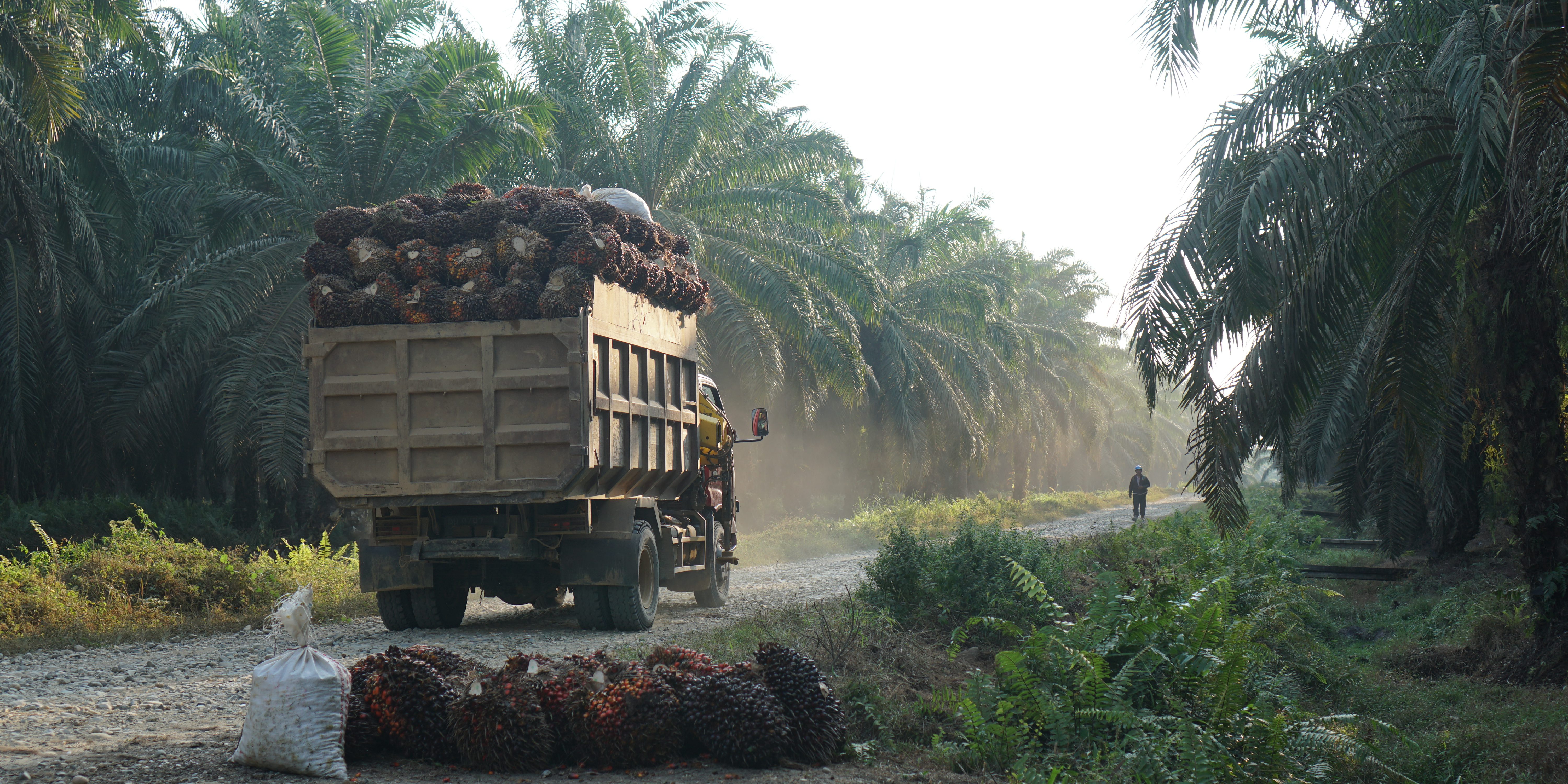 Detail Gambar Dampak Erkebunan Kelapa Sawit Nomer 4