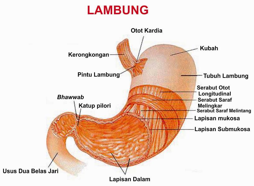 Detail Gambar Dan Beri Keterangan Tentang Saluran Pencernaan Makanan Manusia Nomer 13