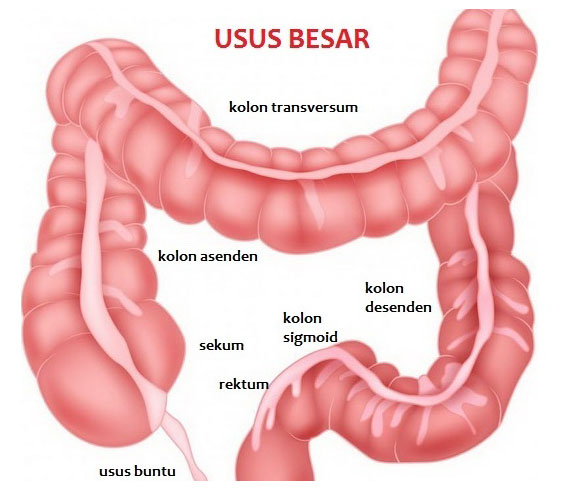 Detail Gambar Dan Beri Keterangan Tentang Saluran Pencernaan Makanan Manusia Nomer 32