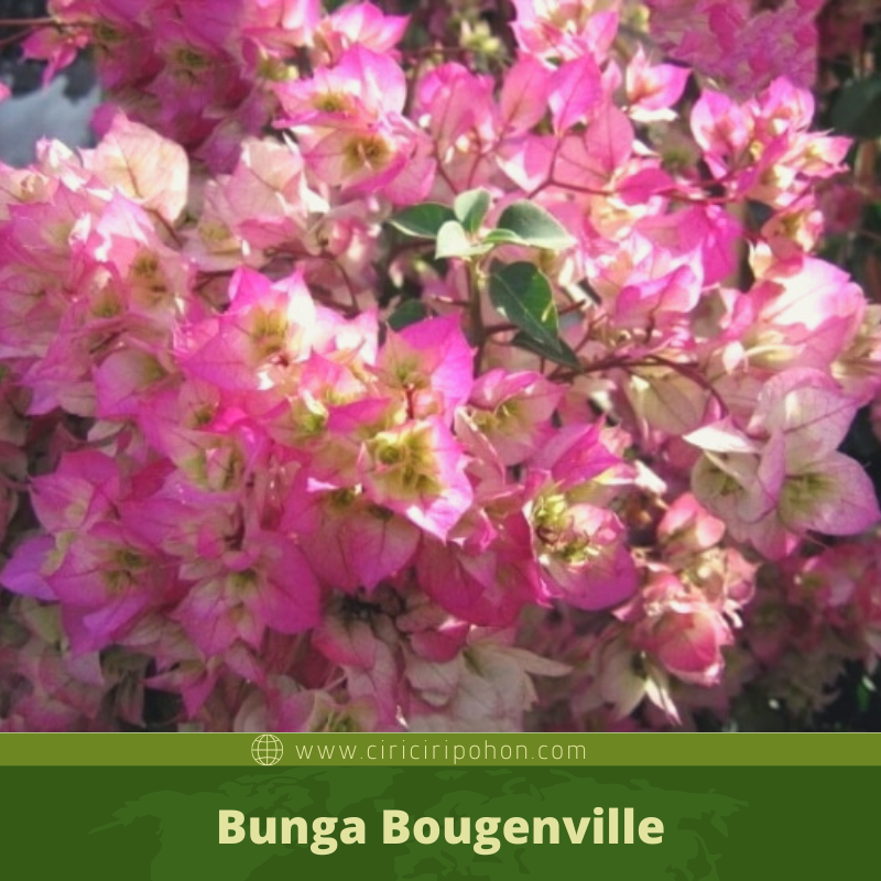 Detail Gambar Dan Ciri Ciri Bunga Bougenville Nomer 10