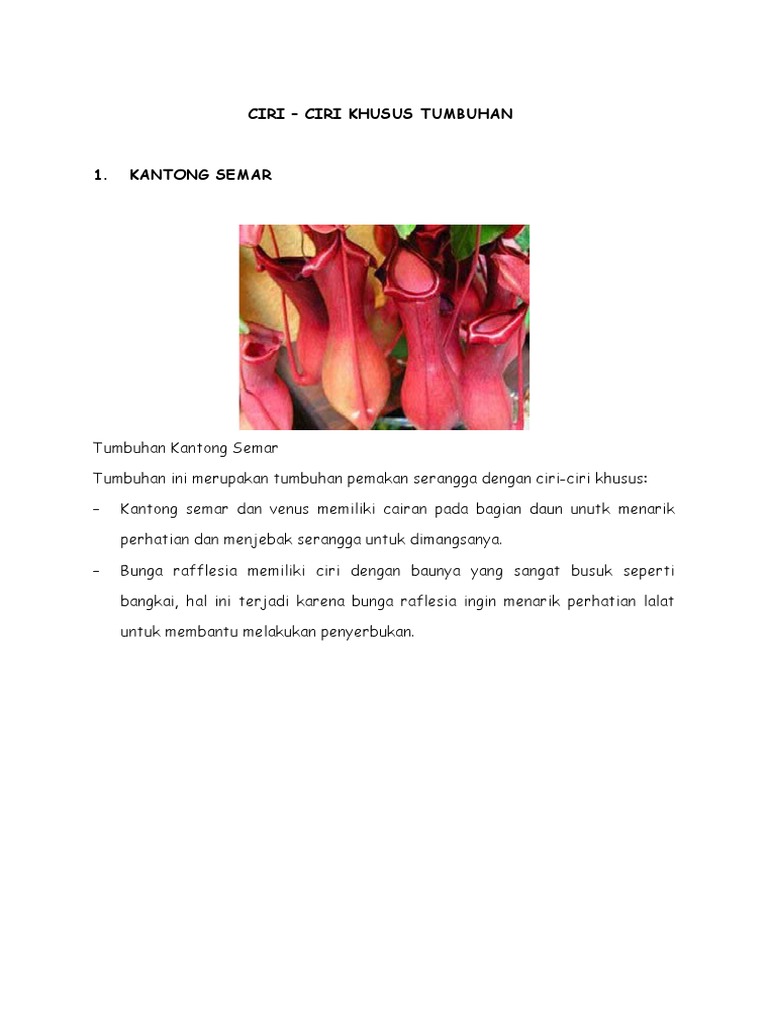 Detail Gambar Dan Ciri Khusus Bunga Raflesia Nomer 25