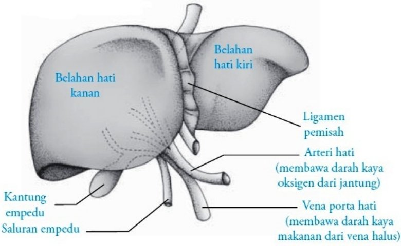 Detail Gambar Dan Fungsi Nomer 36