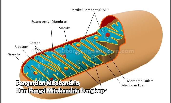 Detail Gambar Dan Fungsi Nomer 40