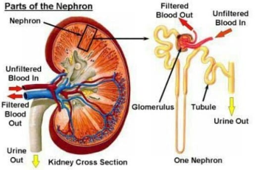 Detail Gambar Dan Fungsi Ginjal Nomer 12