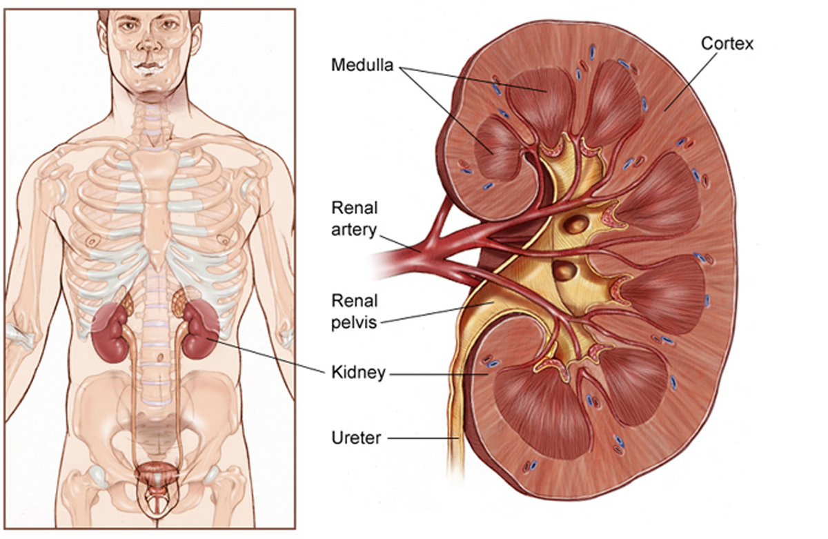 Detail Gambar Dan Fungsi Ginjal Nomer 15