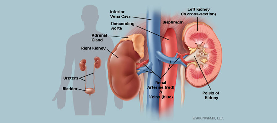 Detail Gambar Dan Fungsi Ginjal Nomer 19