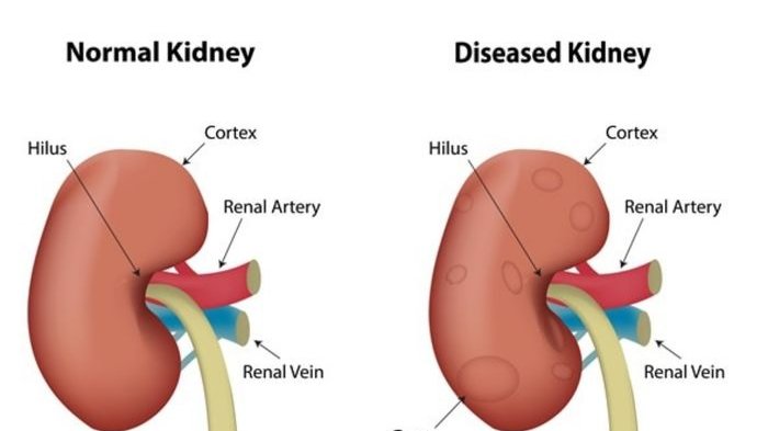 Detail Gambar Dan Fungsi Ginjal Nomer 4
