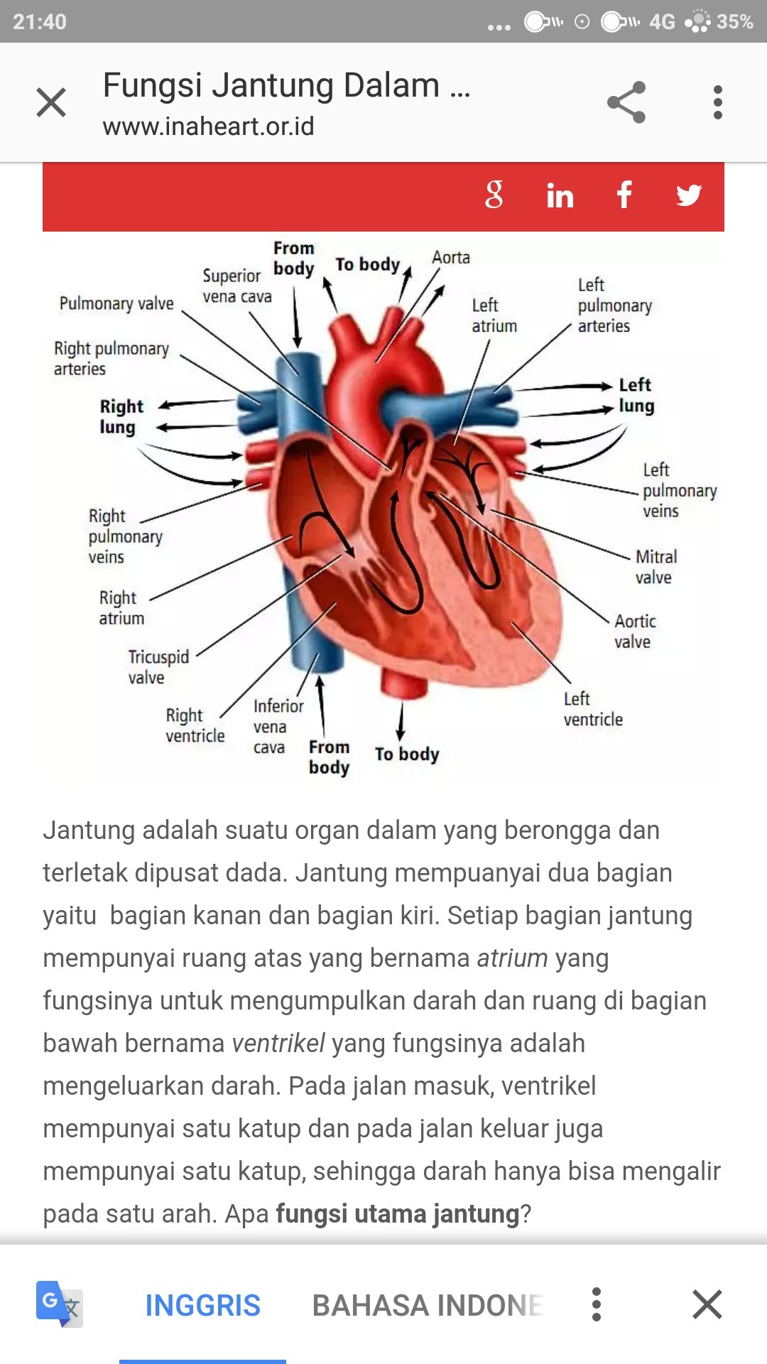 Detail Gambar Dan Fungsi Jantung Nomer 10