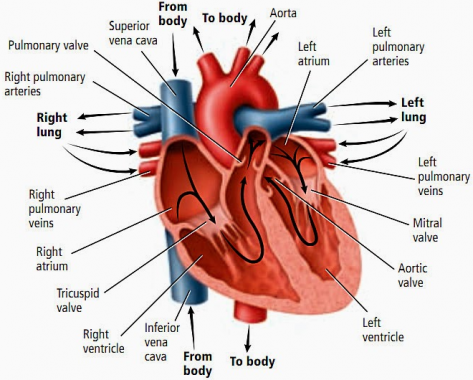 Detail Gambar Dan Fungsi Jantung Nomer 13