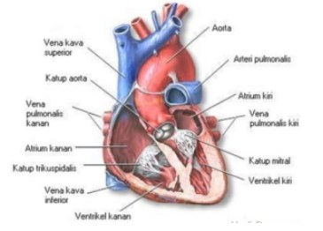Detail Gambar Dan Fungsi Jantung Nomer 15