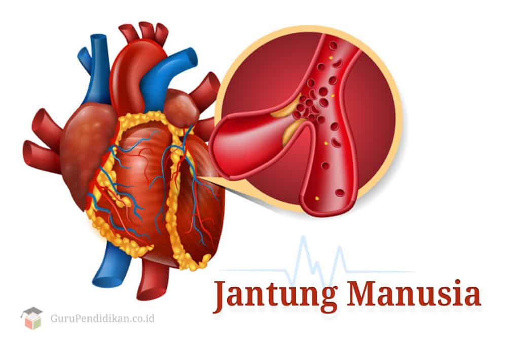 Detail Gambar Dan Fungsi Jantung Nomer 28