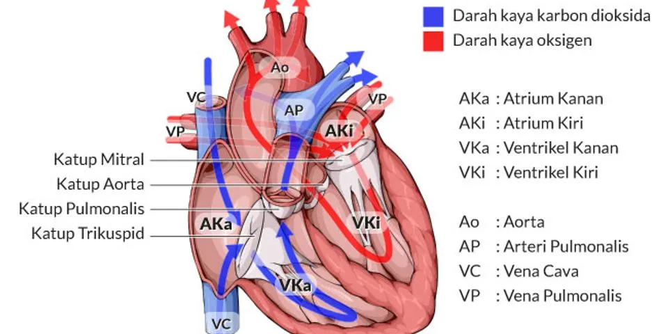 Detail Gambar Dan Fungsi Jantung Nomer 38