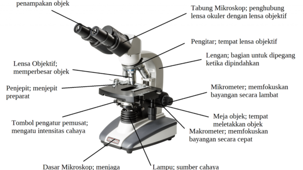 Detail Gambar Dan Fungsi Mikroskop Nomer 2