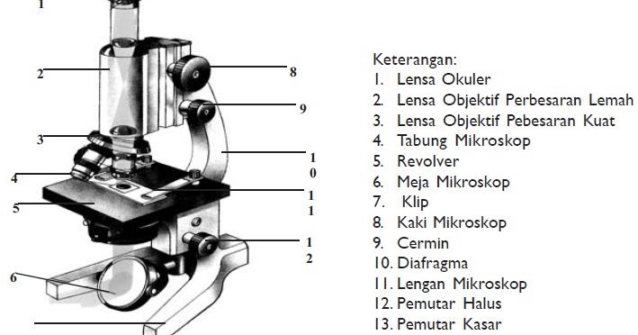 Detail Gambar Dan Fungsi Mikroskop Nomer 12