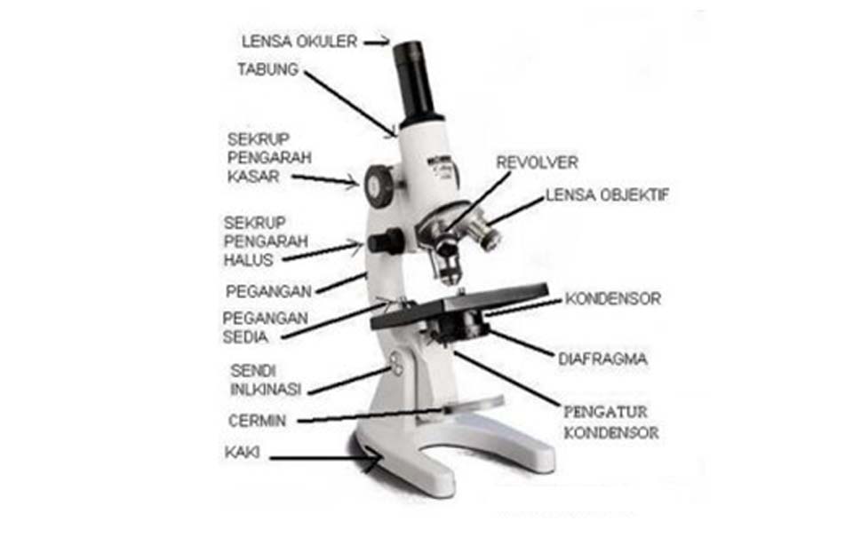 Detail Gambar Dan Fungsi Mikroskop Nomer 40