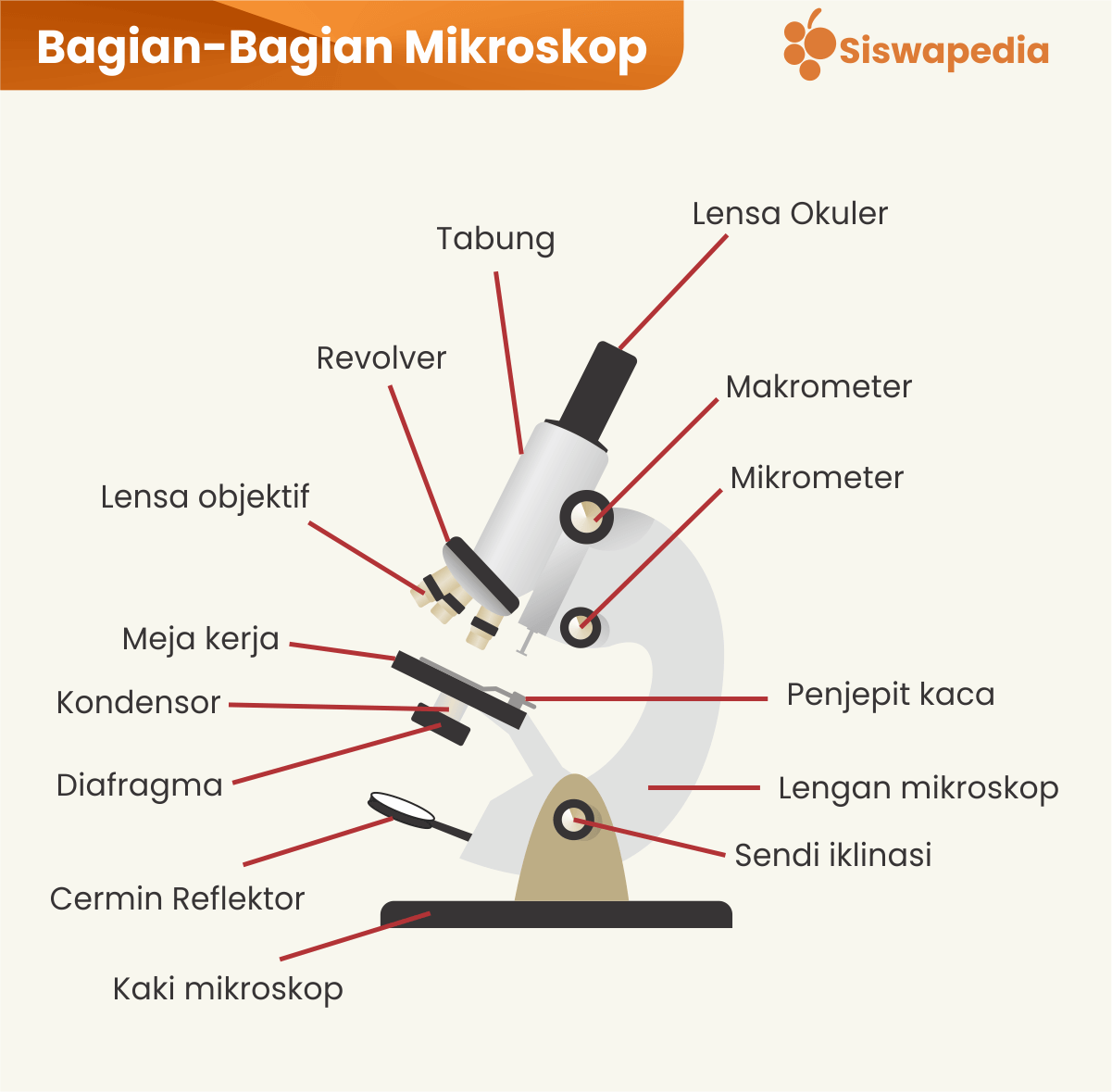 Detail Gambar Dan Fungsi Mikroskop Nomer 42